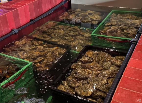 Чорноморка в Бухаресті