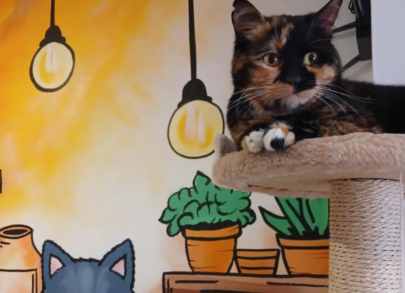 instagram.com/catmosphere2025 котокафе в Одесі