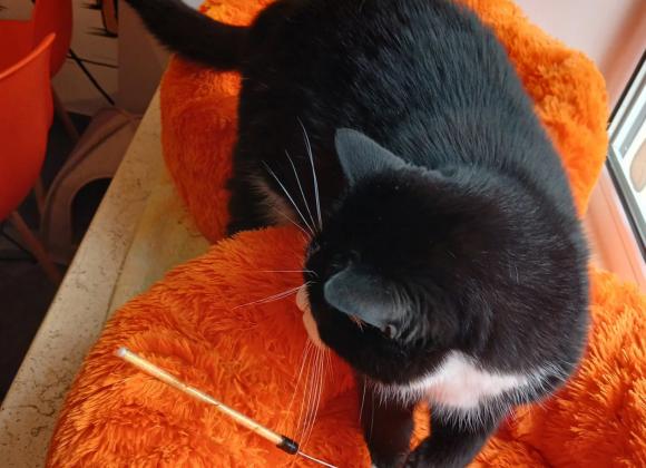 instagram.com/catmosphere2025 котокафе в Одесі