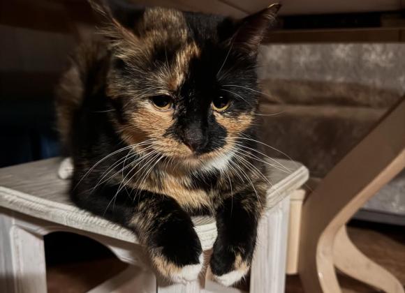 instagram.com/catmosphere2025 котокафе в Одесі