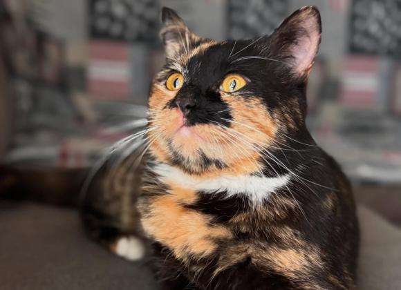 instagram.com/catmosphere2025 котокафе в Одесі