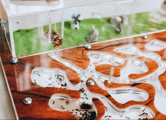 Мурашині ферми