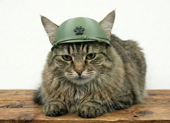Шоломи для котів